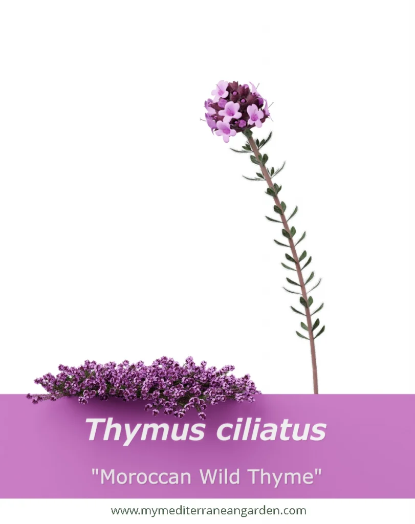 Thymus ciliatus (Moroccan Wild Thyme)