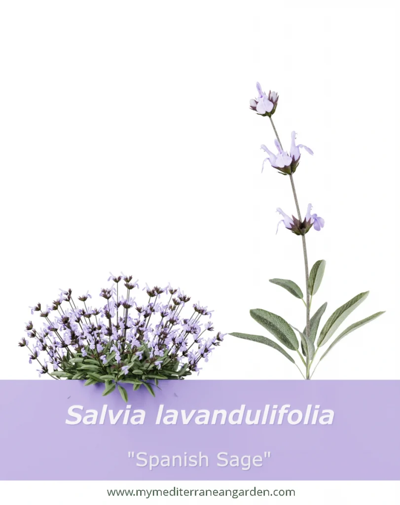 Salvia lavandulifolia (spanish sage, lavender-leaved sage)