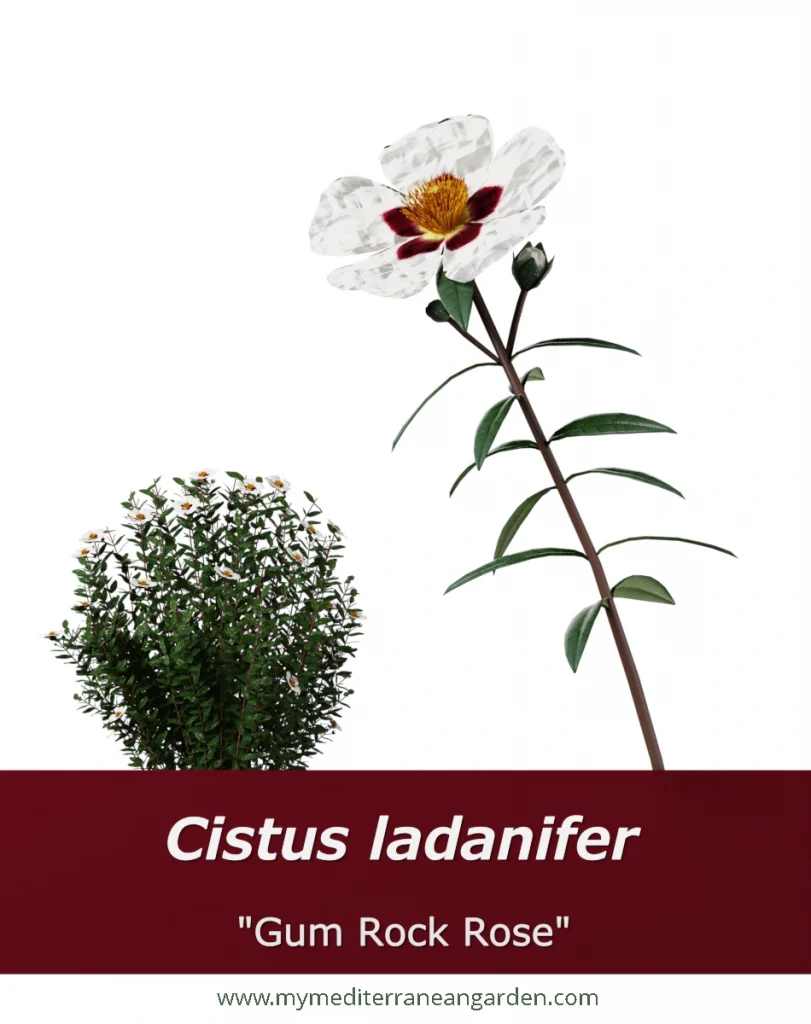 cistus ladanifer (Gum Rock rose)