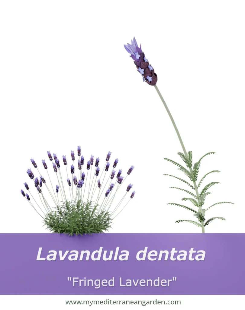 Lavandula dentata (Fringed Lavender, French Lavender)