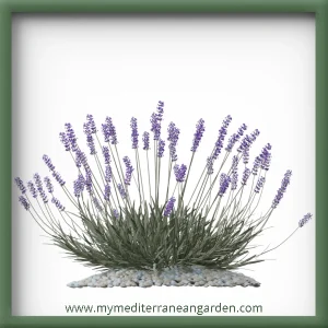 Lavandula angustifolia (english lavender)