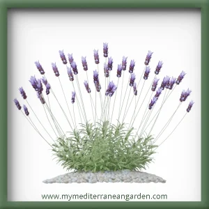 Lavandula dentata