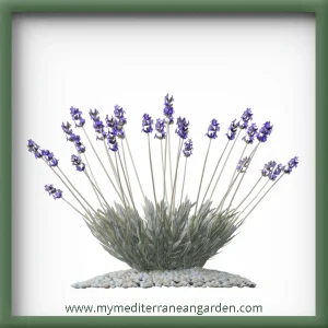 Lavandula lanata