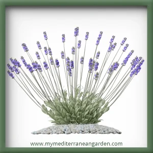 Lavandula latifolia