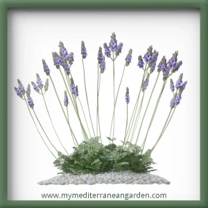 Lavandula multifida