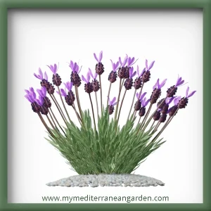 Lavandula stoechas