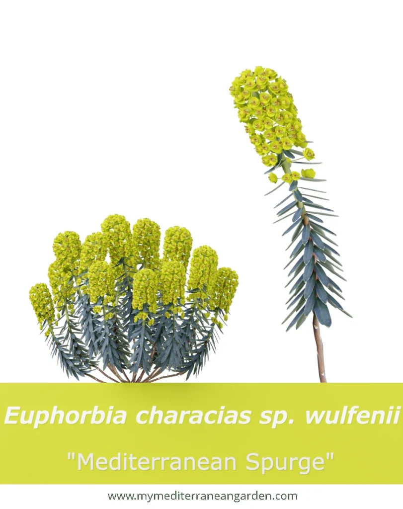 Euphorbia characias subsp wulfenii (Mediterranean Spurge)