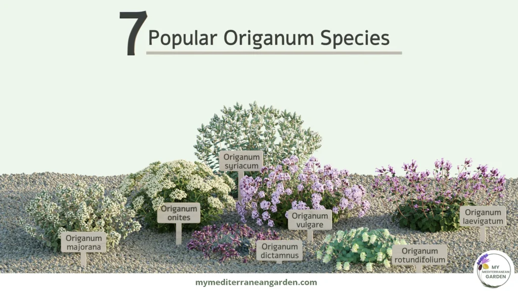 Seven types of Origanum plants (Oregano)