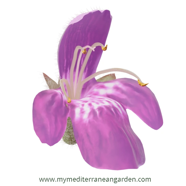 Stachys byzantina flower (Lamb´s Ear)