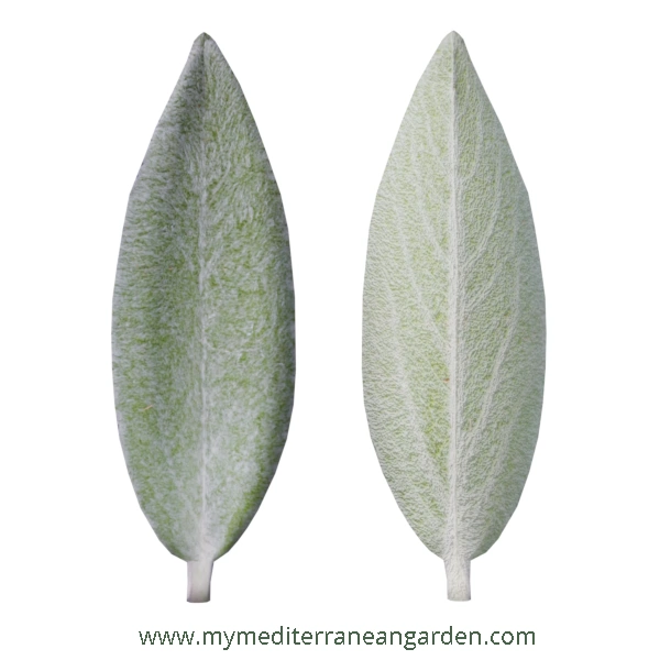 Stachys byzantina leaf (Lamb´s Ear)