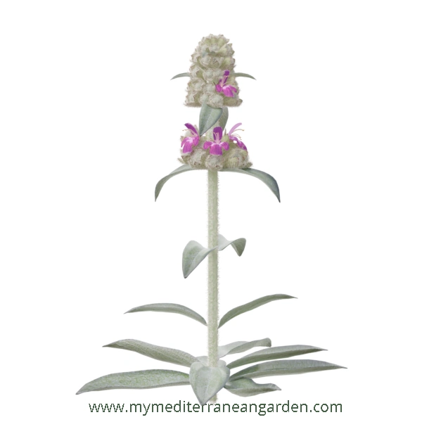 Stachys byzantina stem (Lamb´s Ear)