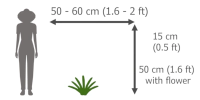 Stachys byzantina height and width (Lamb´s Ear)