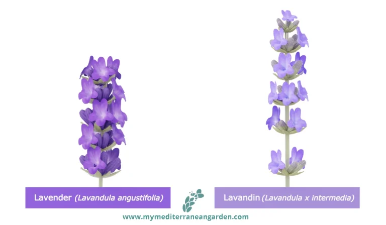 Lavender vs Lavandin flower