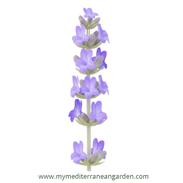 Lavandula x intermedia flower (Lavandin, Hybrid Lavender)
