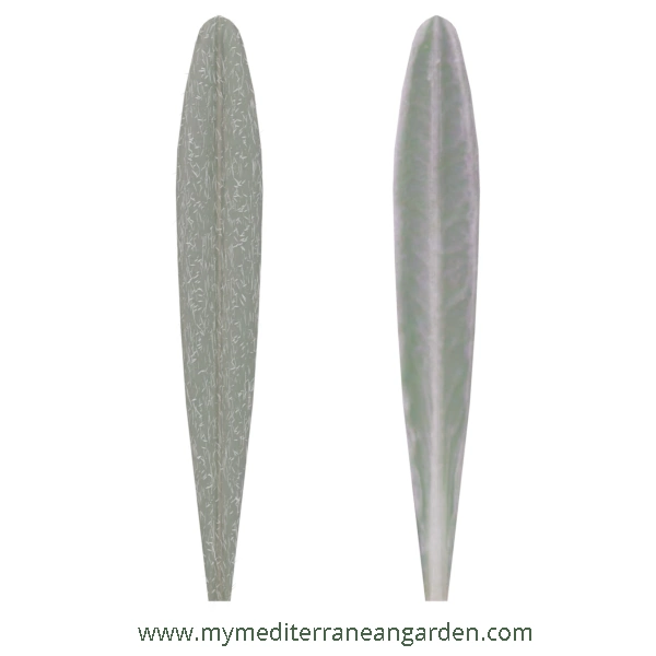 Lavandula x intermedia leaf (Lavandin, Hybrid Lavender)