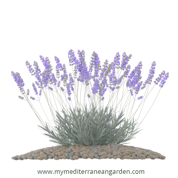 Lavandula x intermedia plant (Lavandin, Hybrid Lavender)