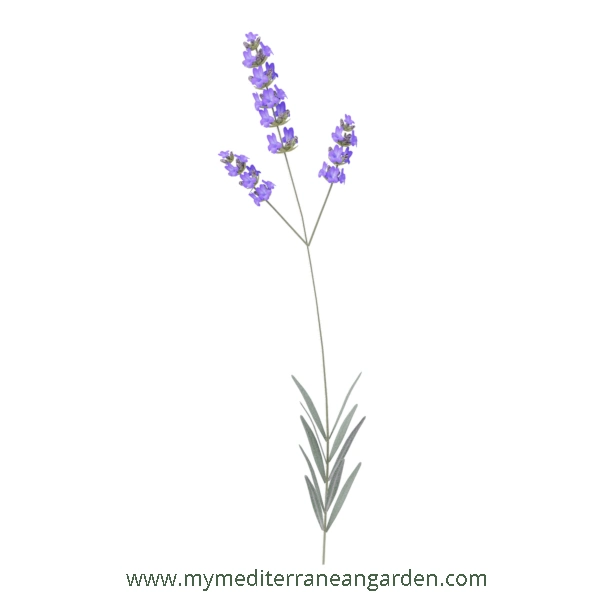 Lavandula x intermedia stem (Lavandin, Hybrid Lavender)