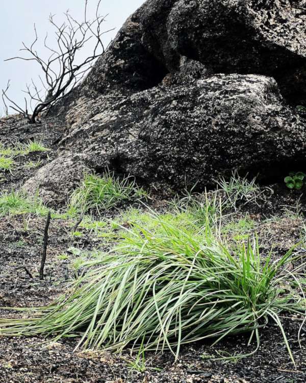 Stipa gigantea reprouting 3 months after wildfire