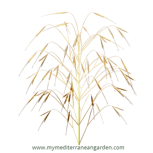 Stipa gigantea flower (Golden Oats, Giant Feather grass)