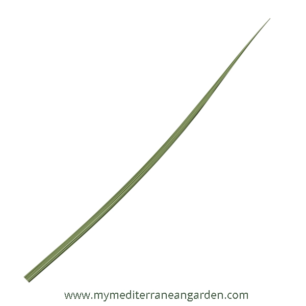 Stipa gigantea leaf (Golden Oats, Giant Feather grass)
