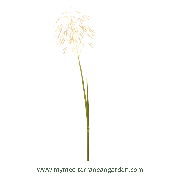 Stipa gigantea stem (Golden Oats, Giant Feather grass)