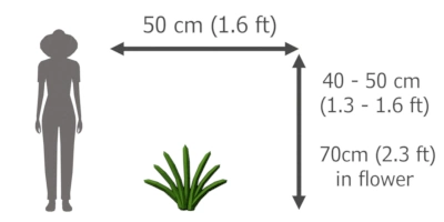 stipa tenuissima height and width
