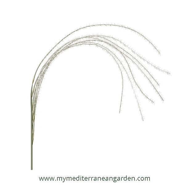 Stipa barbata flower (Silver feather grass, bearded feather grass)