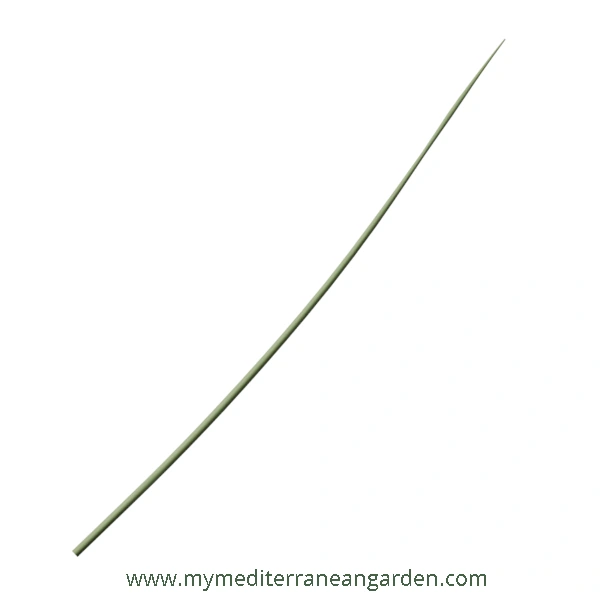 Stipa barbata leaf (Silver feather grass, bearded feather grass)