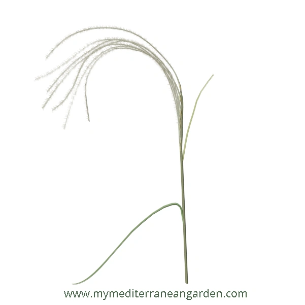Stipa barbata stem (Silver feather grass, bearded feather grass)