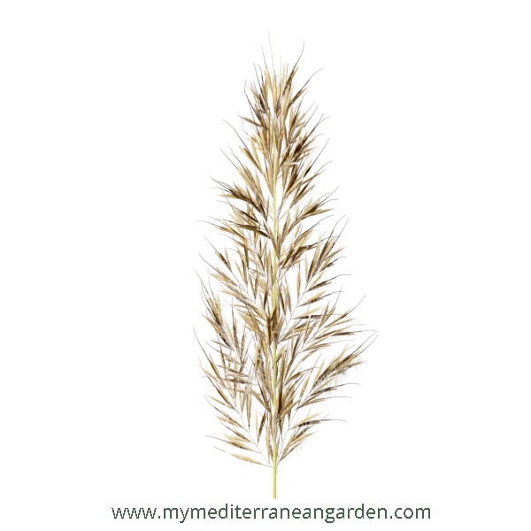 Stipa Calamagrostis flower (Achnatherum calamagrostis, Rough Feather Grass, Spear Grass)