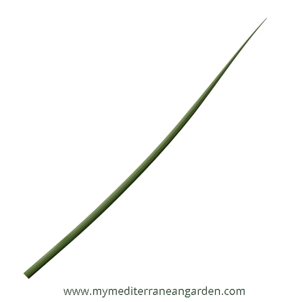 Stipa Calamagrostis leaf (Achnatherum calamagrostis, Rough Feather Grass, Spear Grass)
