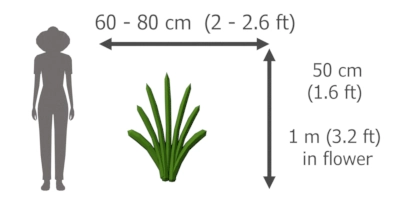 Stipa Calamagrostis height and width