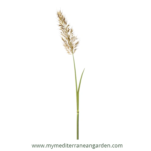 Stipa Calamagrostis stem (Achnatherum calamagrostis, Rough Feather Grass, Spear Grass)
