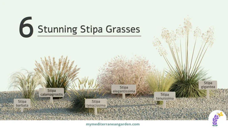 six drought-tolerant Stipa grasses compared
