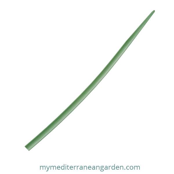 Tulbaghia violacea leaf (society garlic, pink agapanthus)