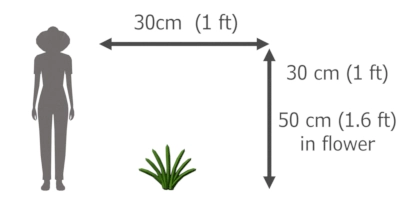 Tulbaghia violacea height and width