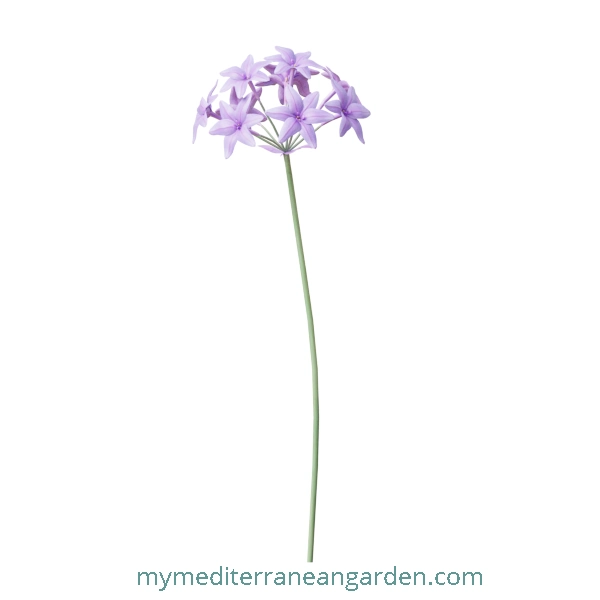 Tulbaghia violacea stem (society garlic, pink agapanthus)
