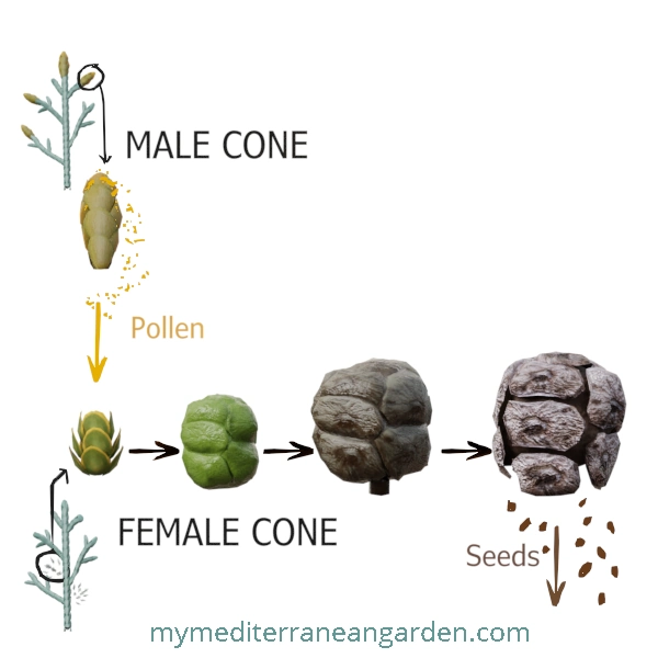 Cupressus arizonica cones (Arizona Cypress)