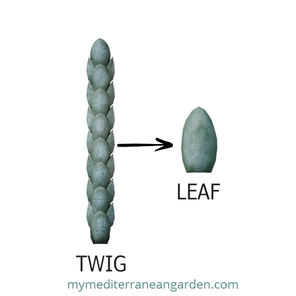 Cupressus arizonica leaf (Arizona Cypress)