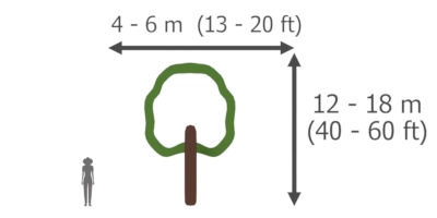 Cupressus arizonica height and width (Arizona Cypress)