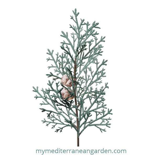 Cupressus arizonica stem (Arizona Cypress)